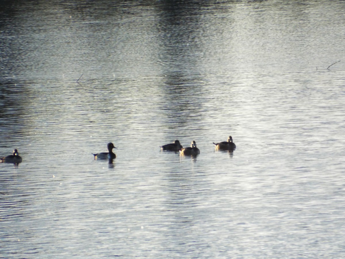 Ring-necked Duck - ML119388661