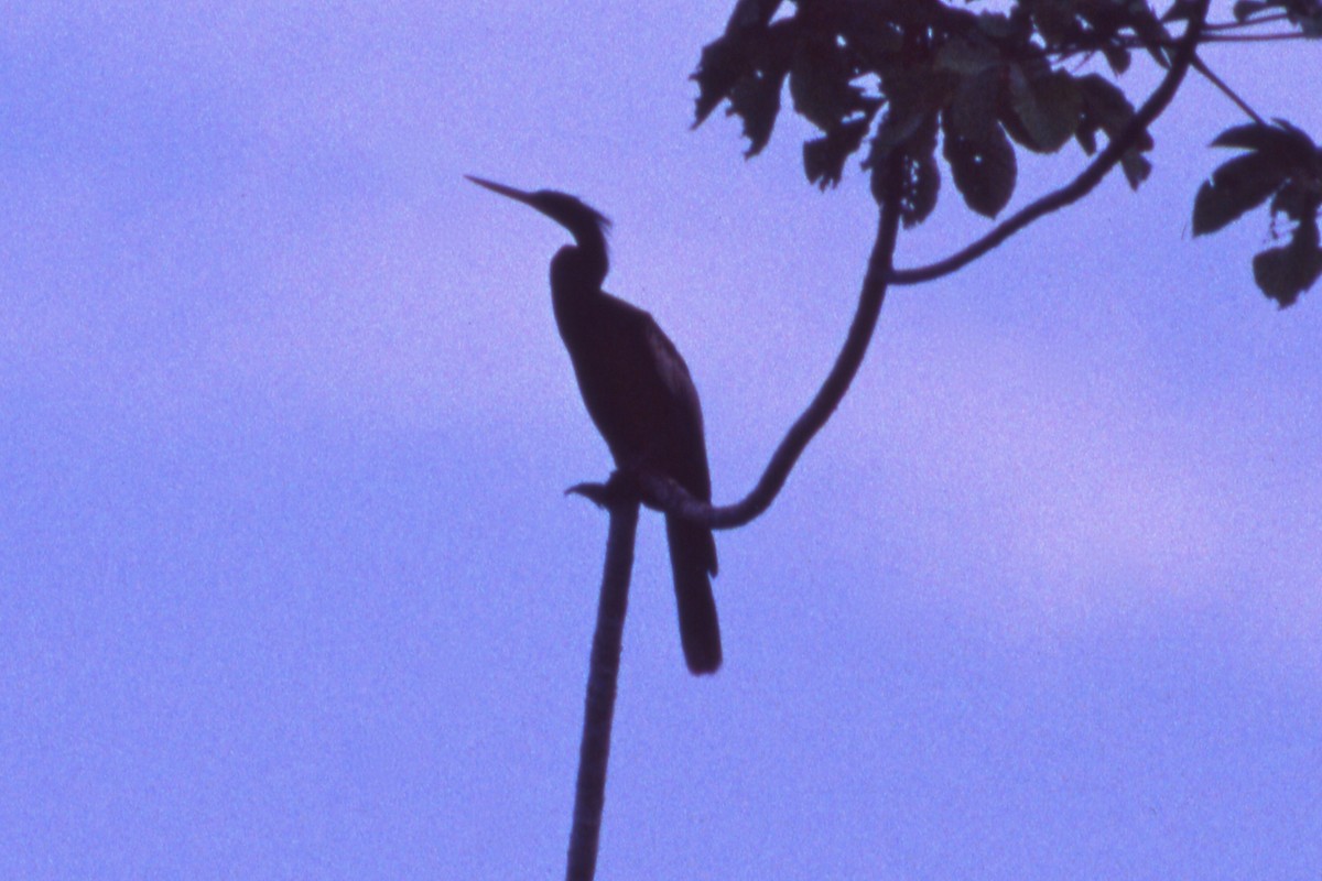 Anhinga - ML119390591