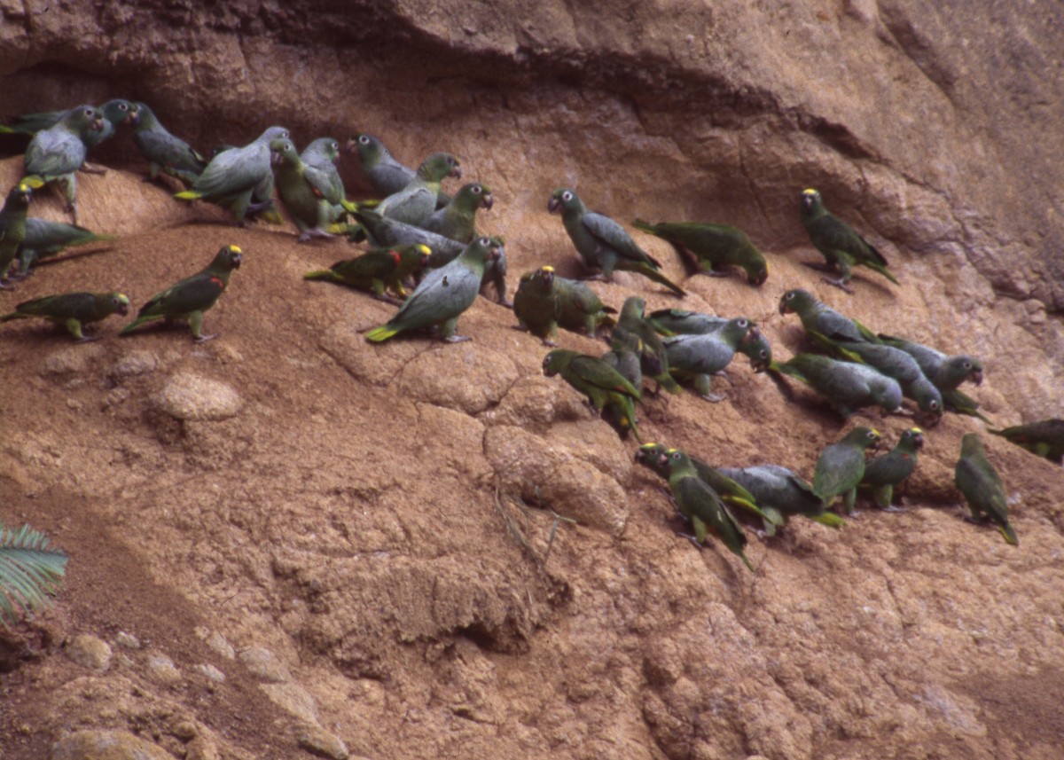 Yellow-crowned Parrot - ML119391151