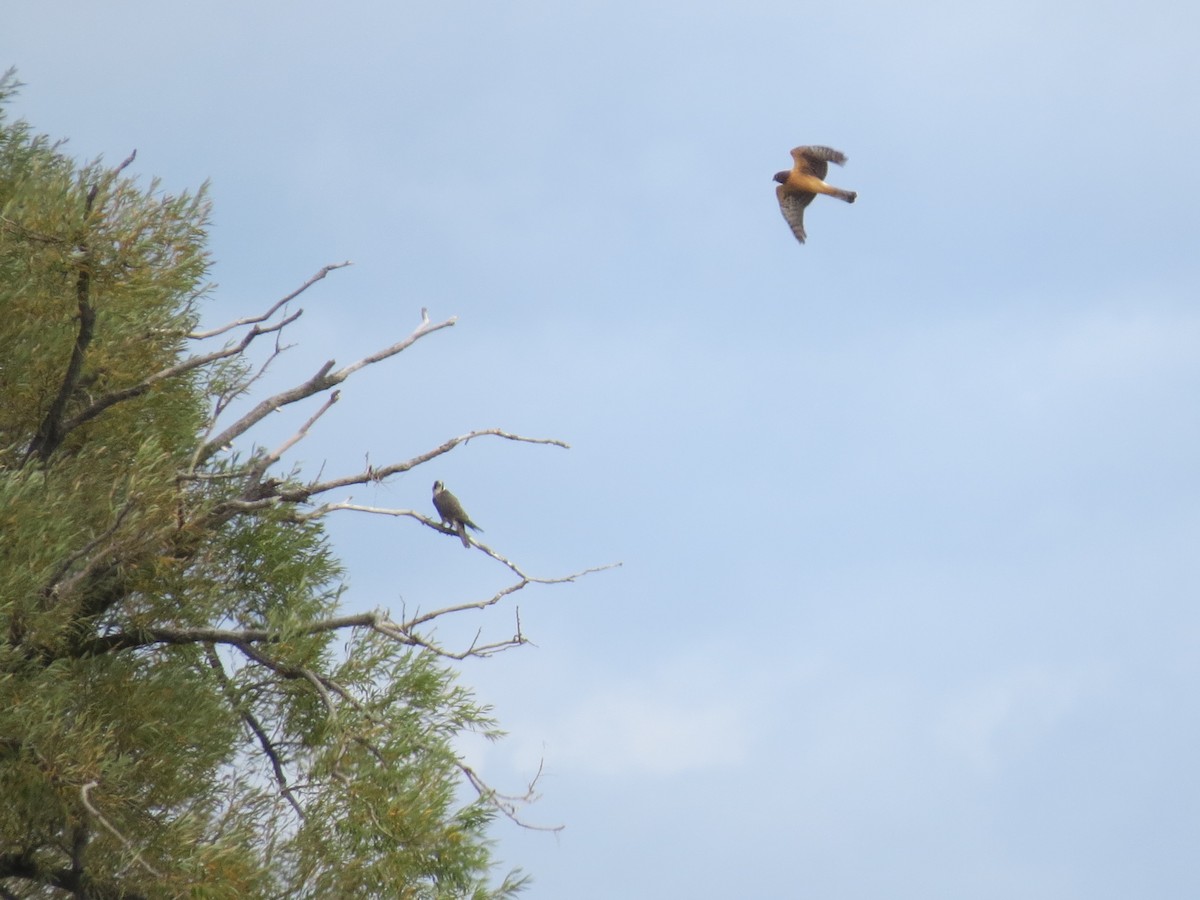 Peregrine Falcon - ML119391811