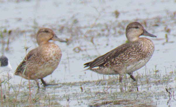 Green-winged Teal - ML119393021