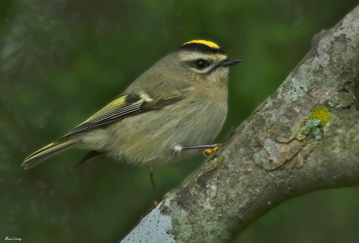 Golden-crowned Kinglet - Brian Lowry