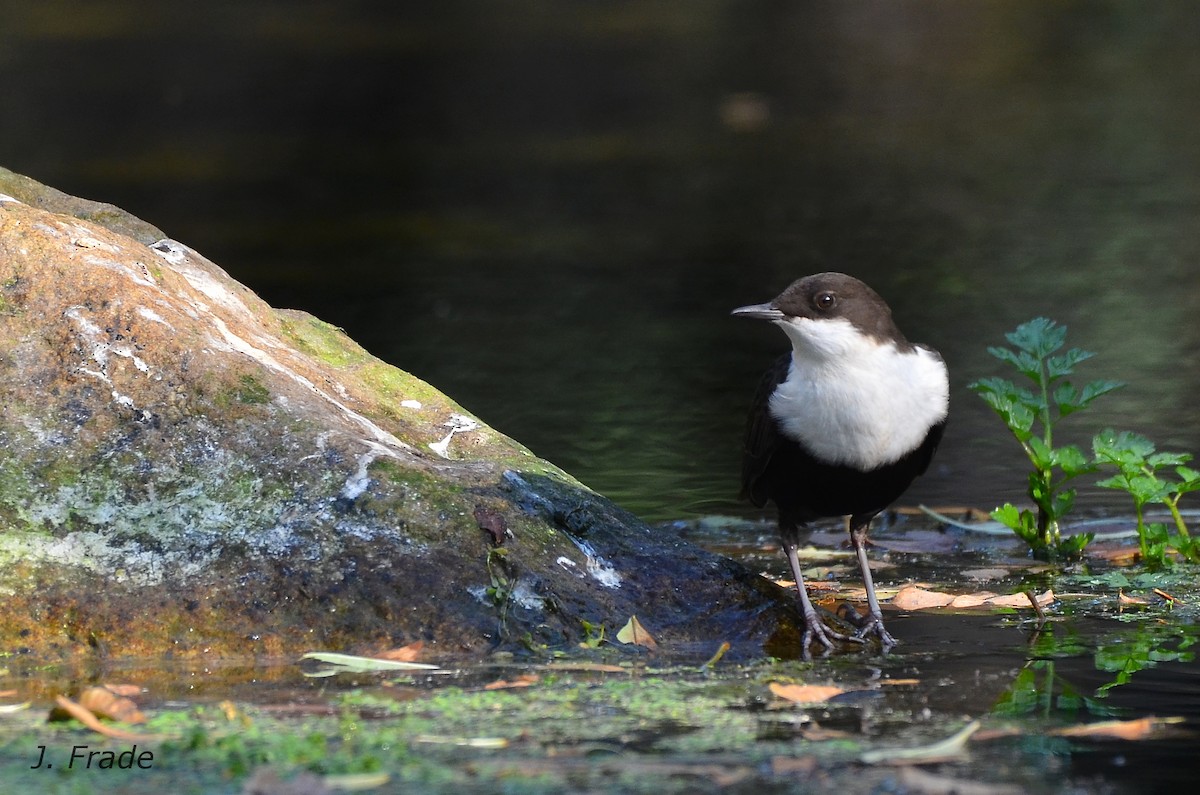 White-throated Dipper - ML119394931