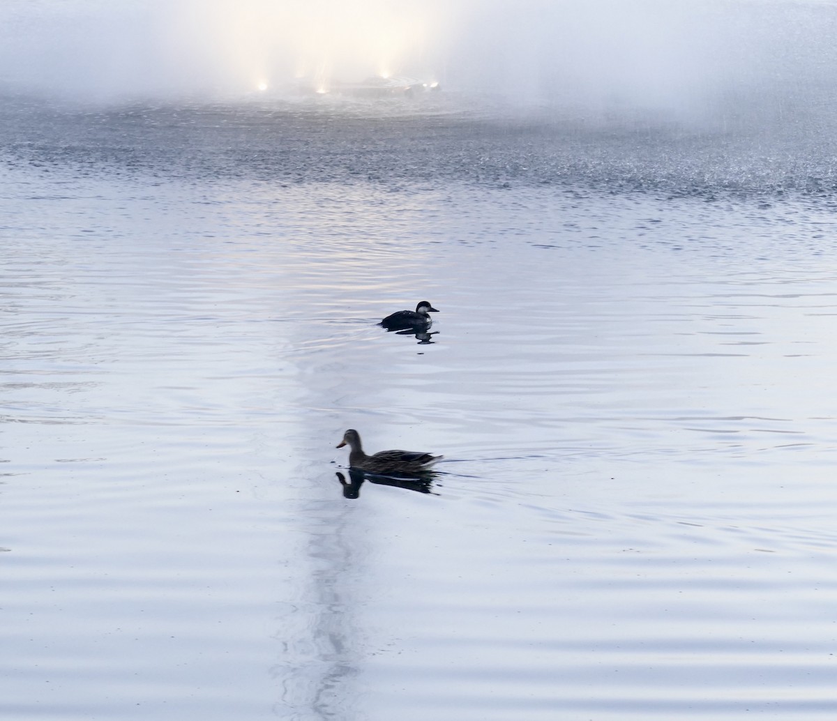 Black Scoter - Jon (JC) Curd