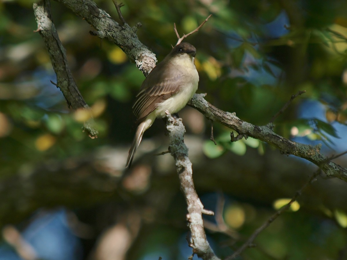 Eastern Phoebe - ML119398251