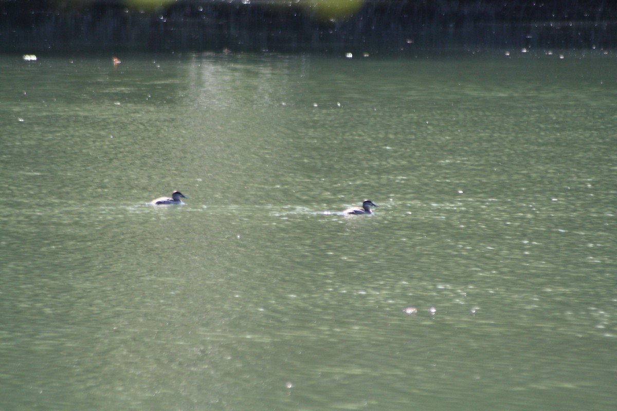 Ruddy Duck - ML119399291