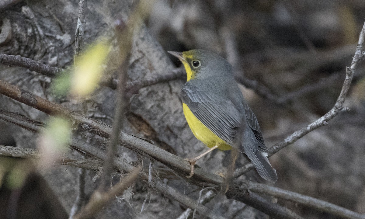 Canada Warbler - Brian Sullivan