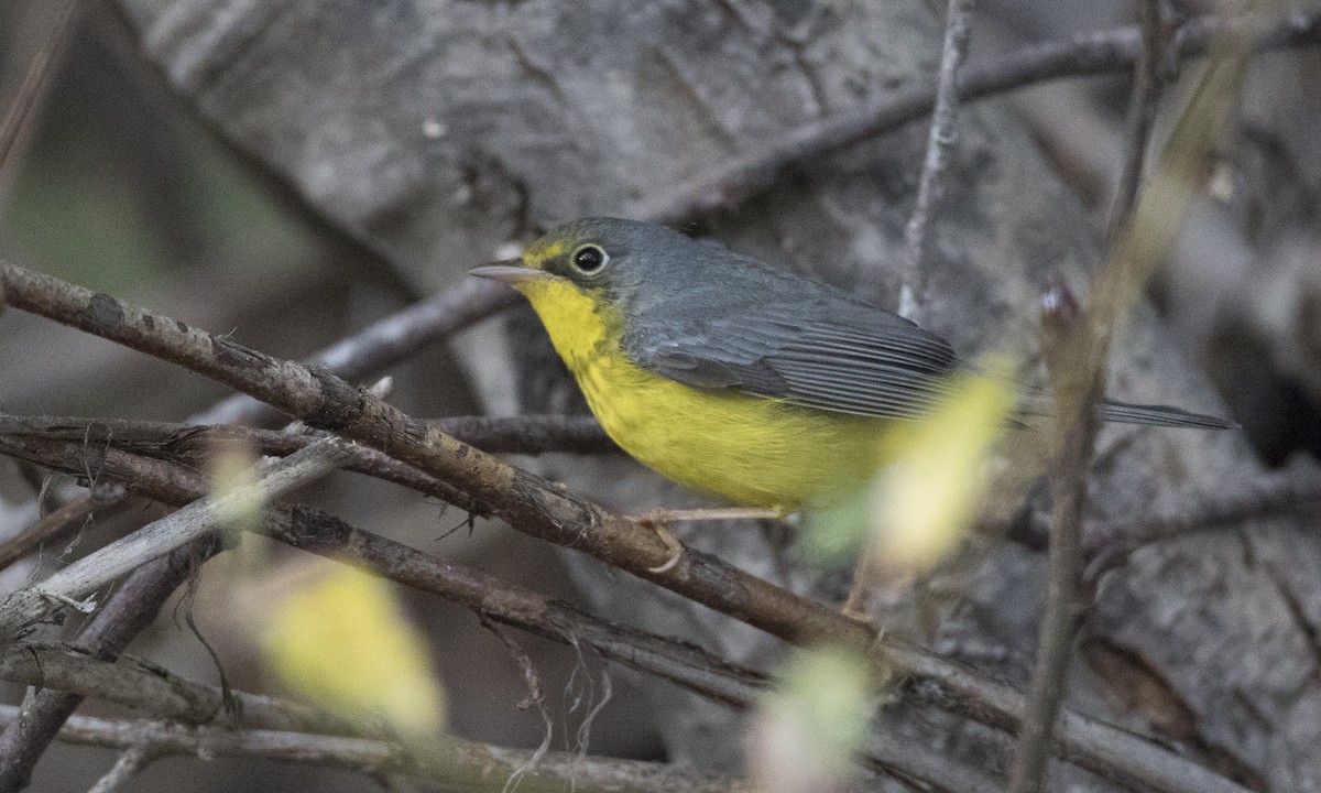 Canada Warbler - Brian Sullivan