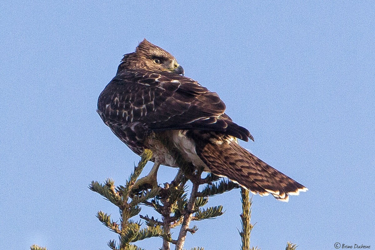 Red-tailed Hawk - ML119401961