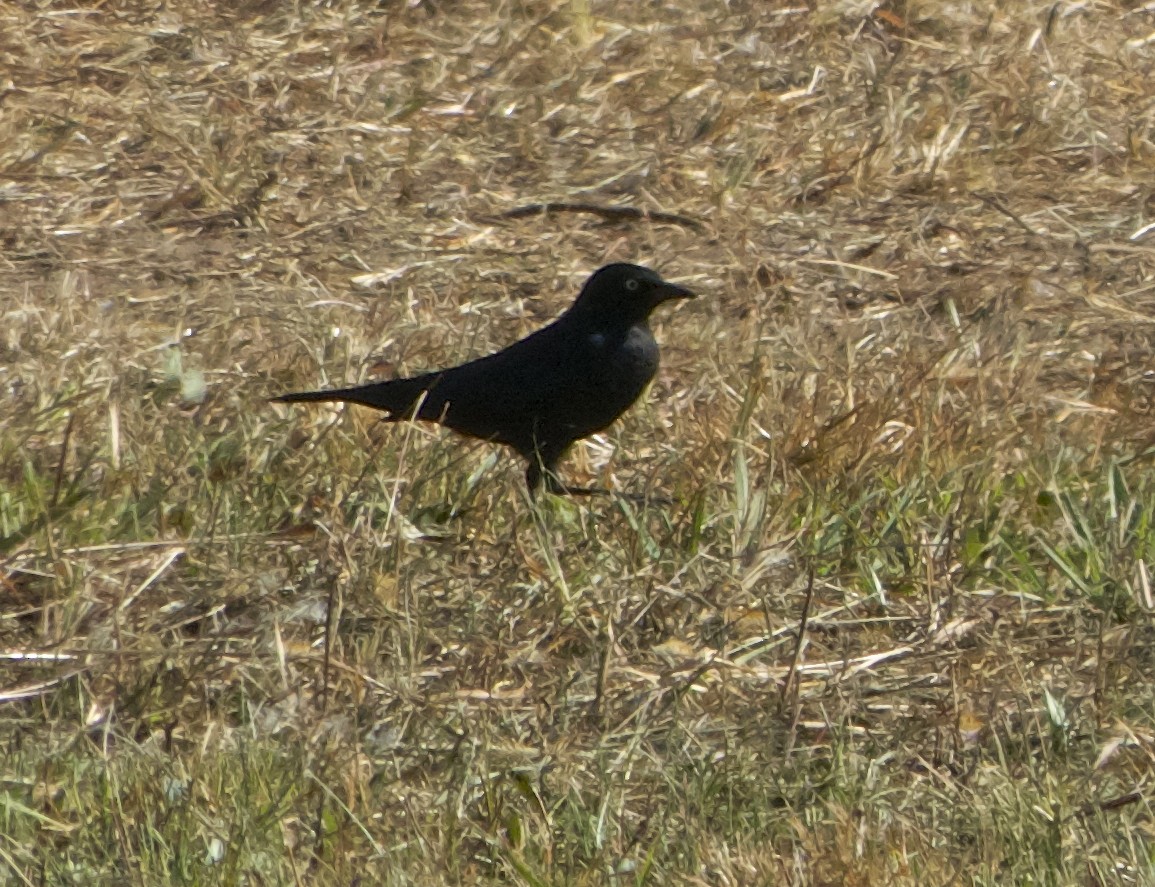 Brewer's Blackbird - ML119403781