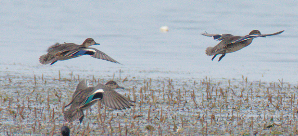 Green-winged Teal - ML119406171