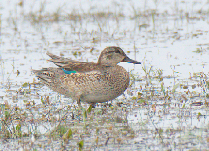 Green-winged Teal - ML119406501