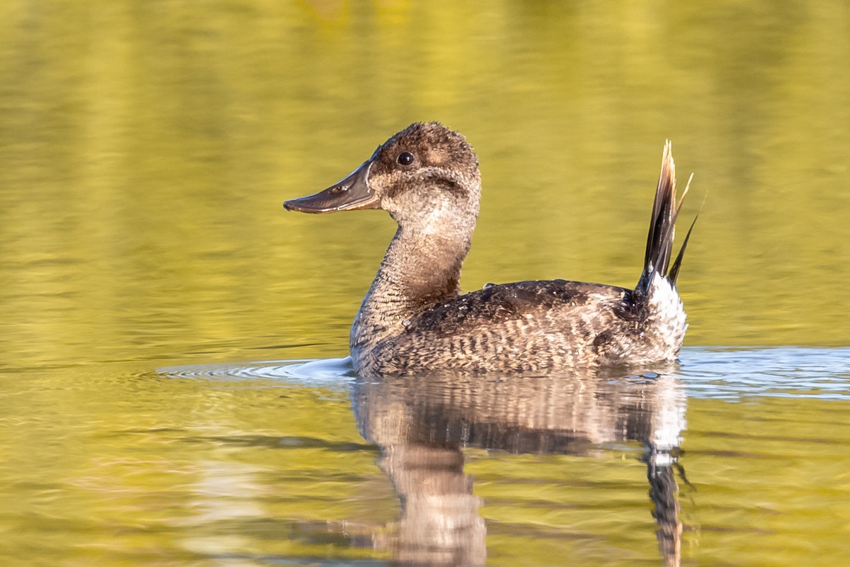 Ruddy Duck - ML119406581