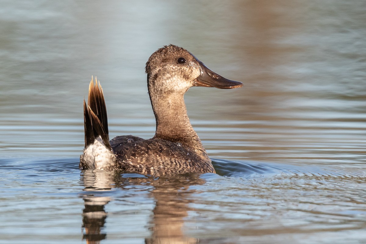 Ruddy Duck - Brad Imhoff