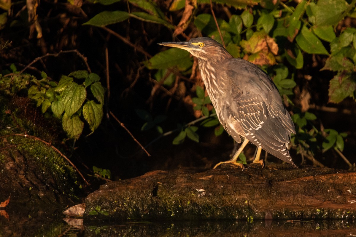 Green Heron - ML119406621