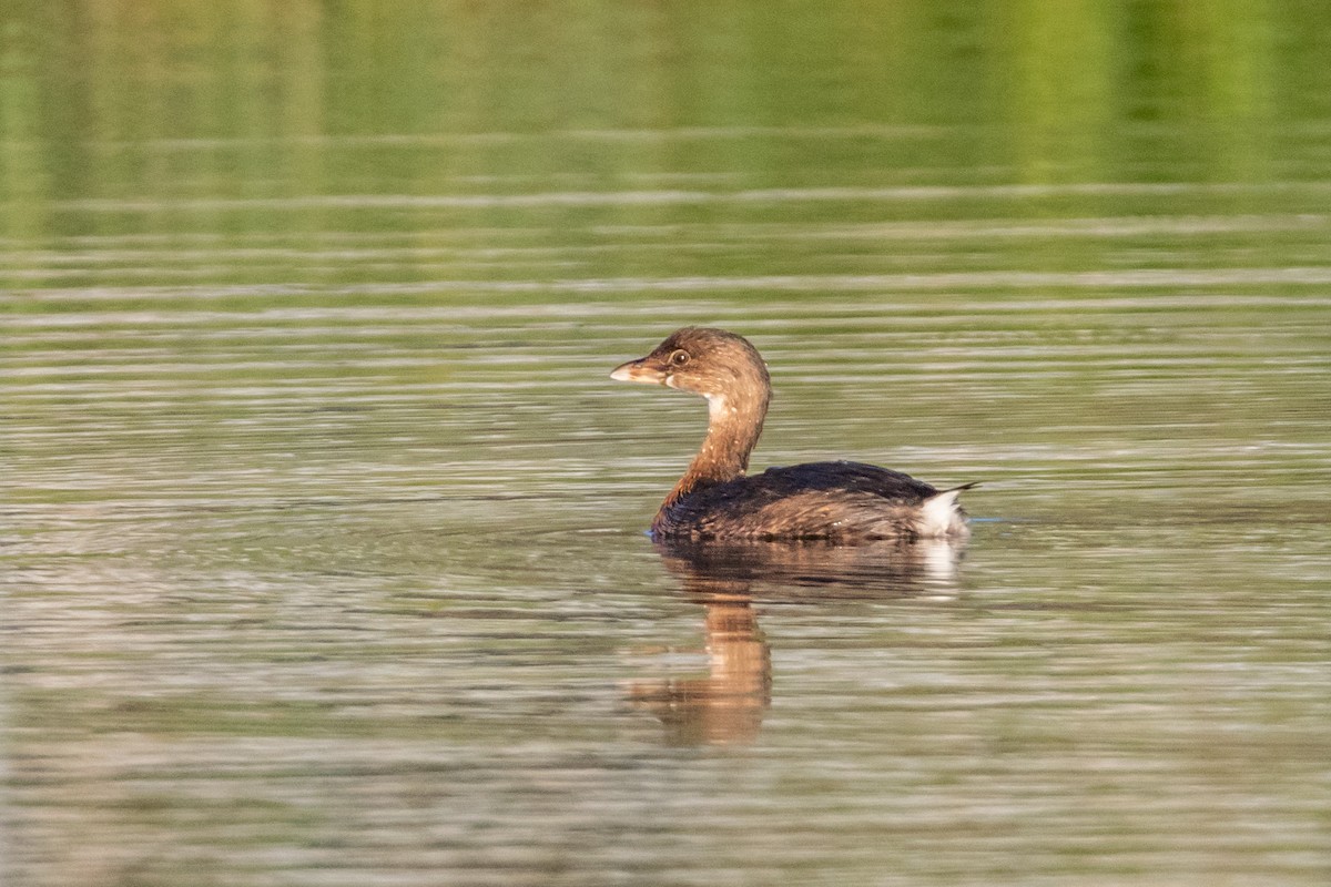 Pied-billed Grebe - ML119406641