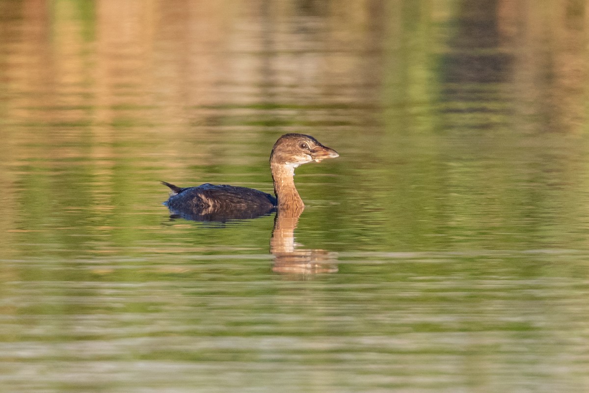 Pied-billed Grebe - ML119406651