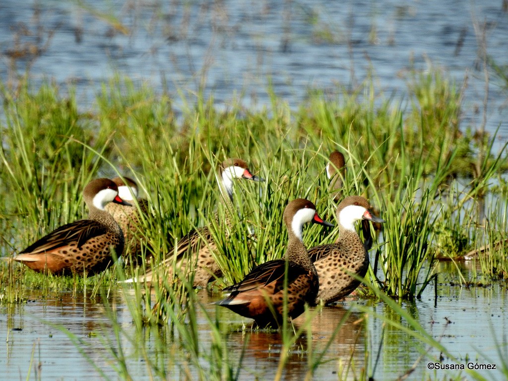 White-cheeked Pintail - Susana Gómez