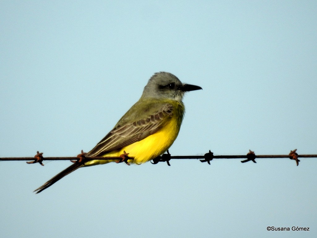 Tropical Kingbird - Susana Gómez