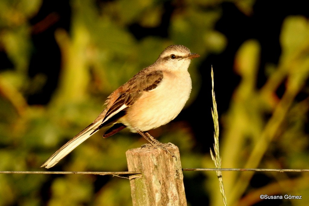 White-banded Mockingbird - Susana Gómez