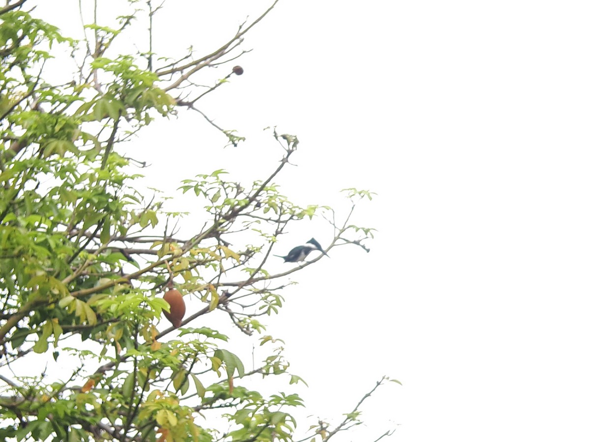 Belted Kingfisher - ML119407761