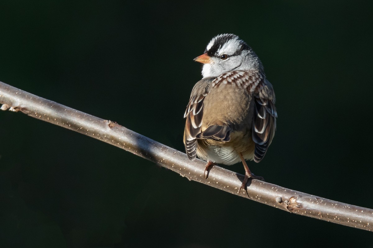 White-crowned Sparrow - Brad Imhoff