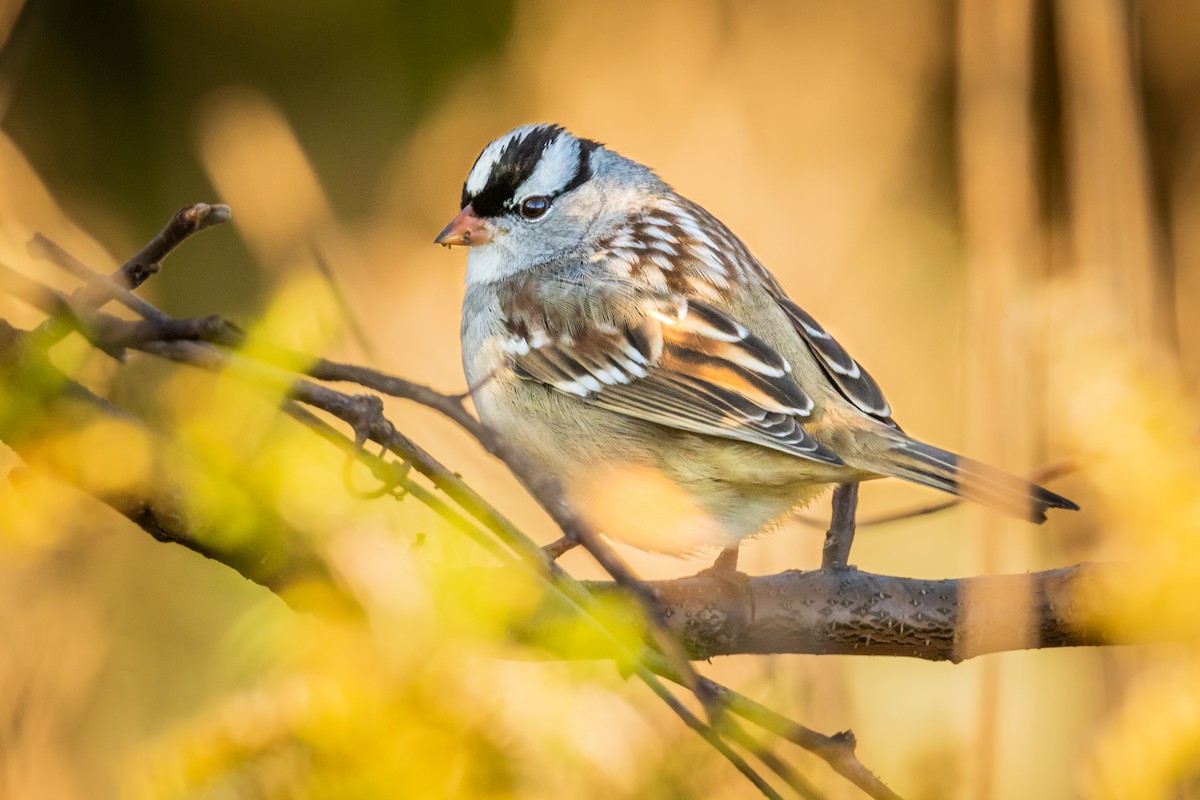 White-crowned Sparrow - ML119407901