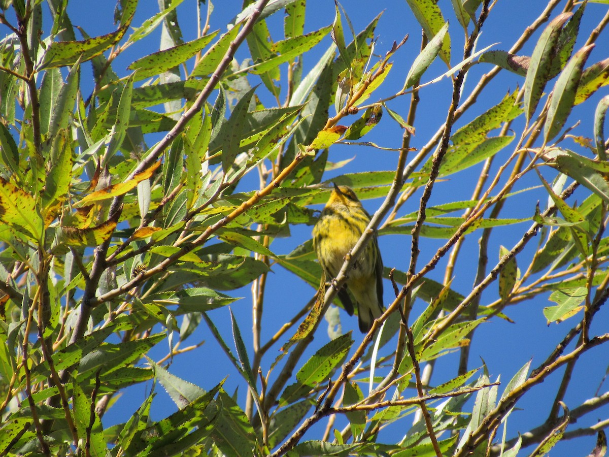 Cape May Warbler - Kim Laskowski