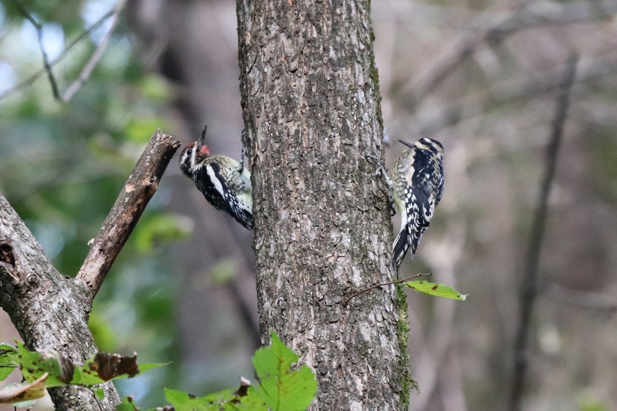 Yellow-bellied Sapsucker - ML119411431