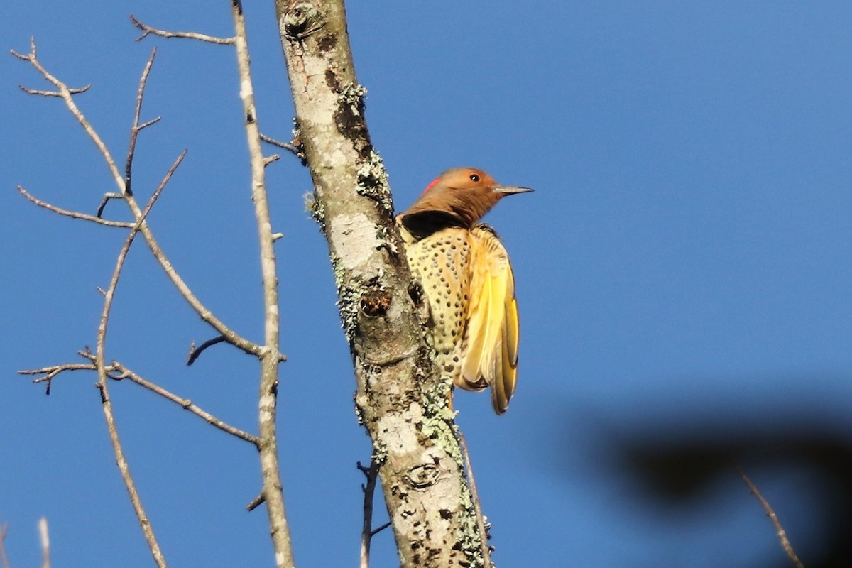Northern Flicker (Yellow-shafted) - ML119411461