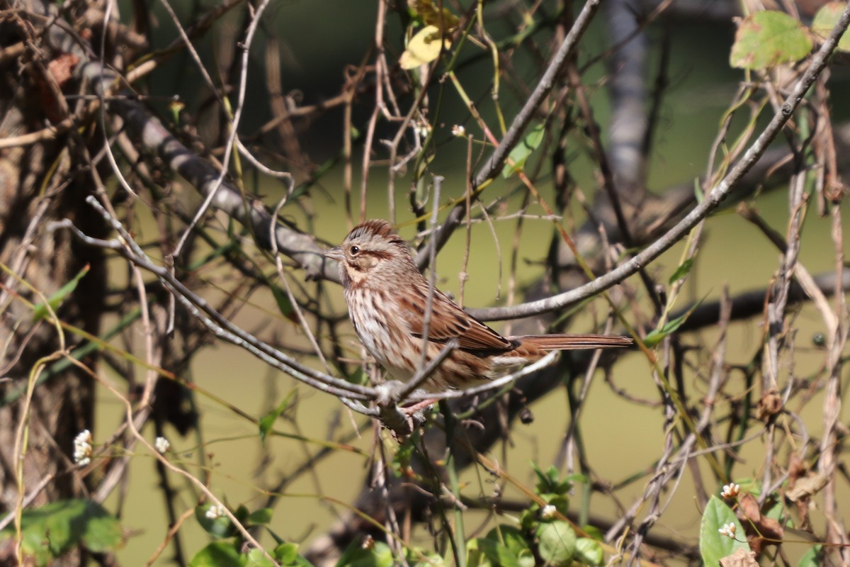 Song Sparrow - ML119412361