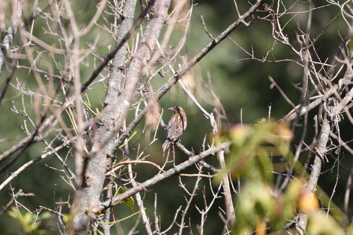 Red-winged Blackbird - ML119412501