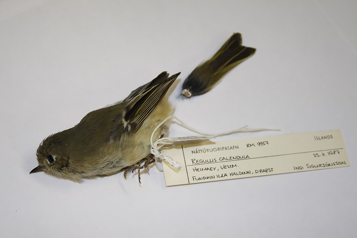 Ruby-crowned Kinglet - ML119412601