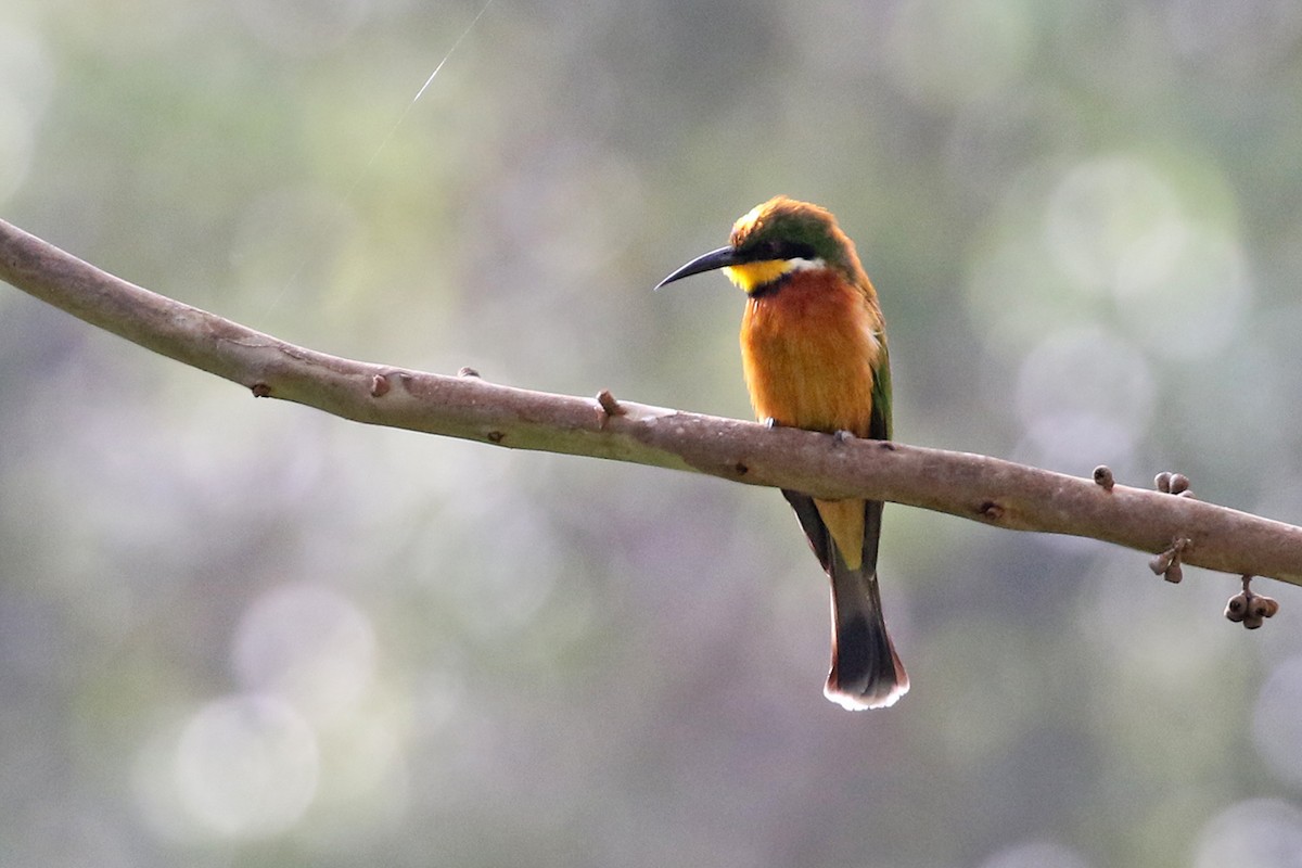 Cinnamon-chested Bee-eater - ML119412921