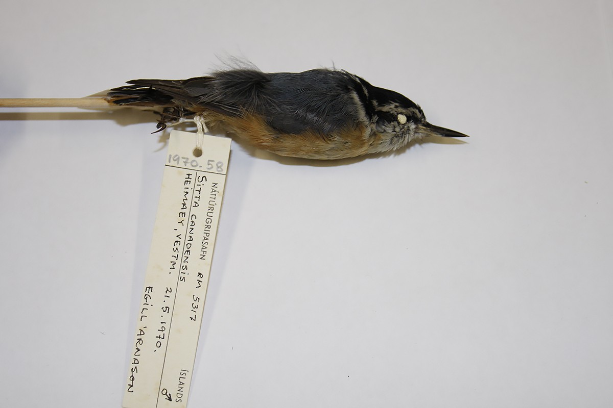 Red-breasted Nuthatch - ML119413421