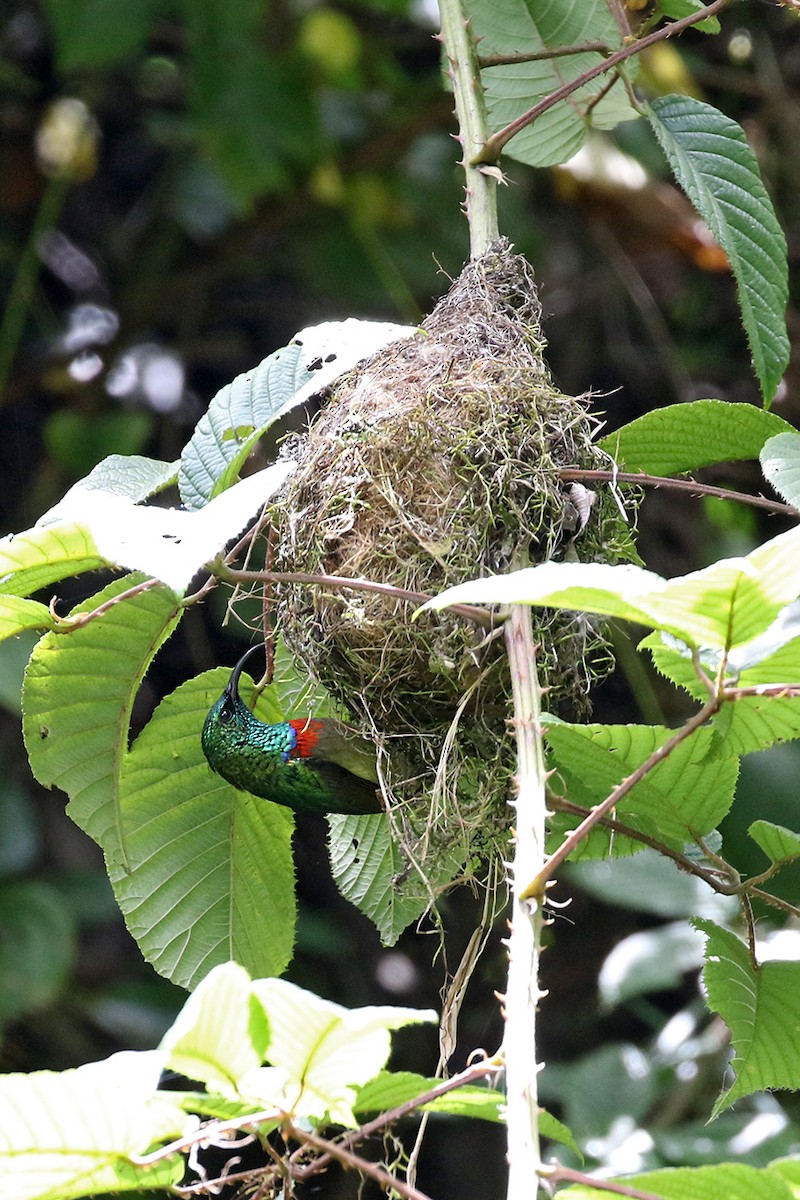Usambara Double-collared Sunbird - Charley Hesse TROPICAL BIRDING