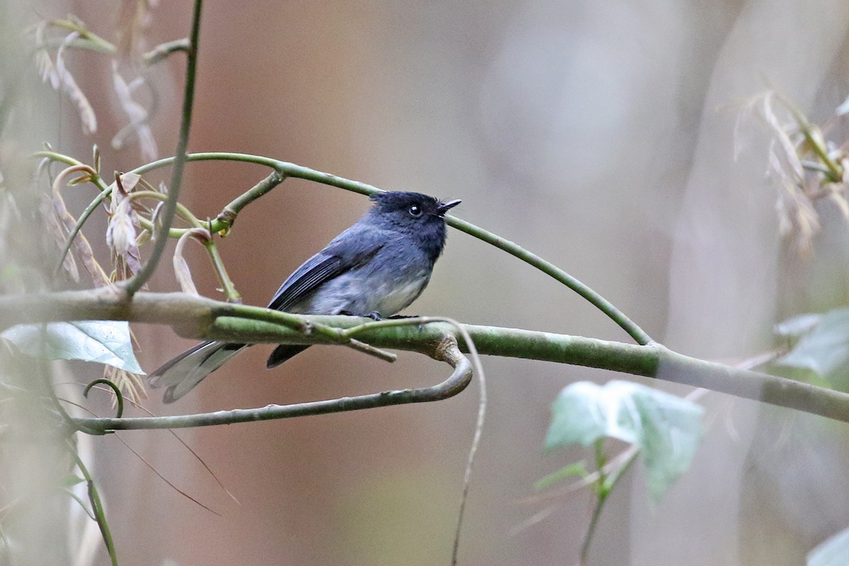White-tailed Crested Flycatcher - Charley Hesse • Naturally Adventurous Podcast