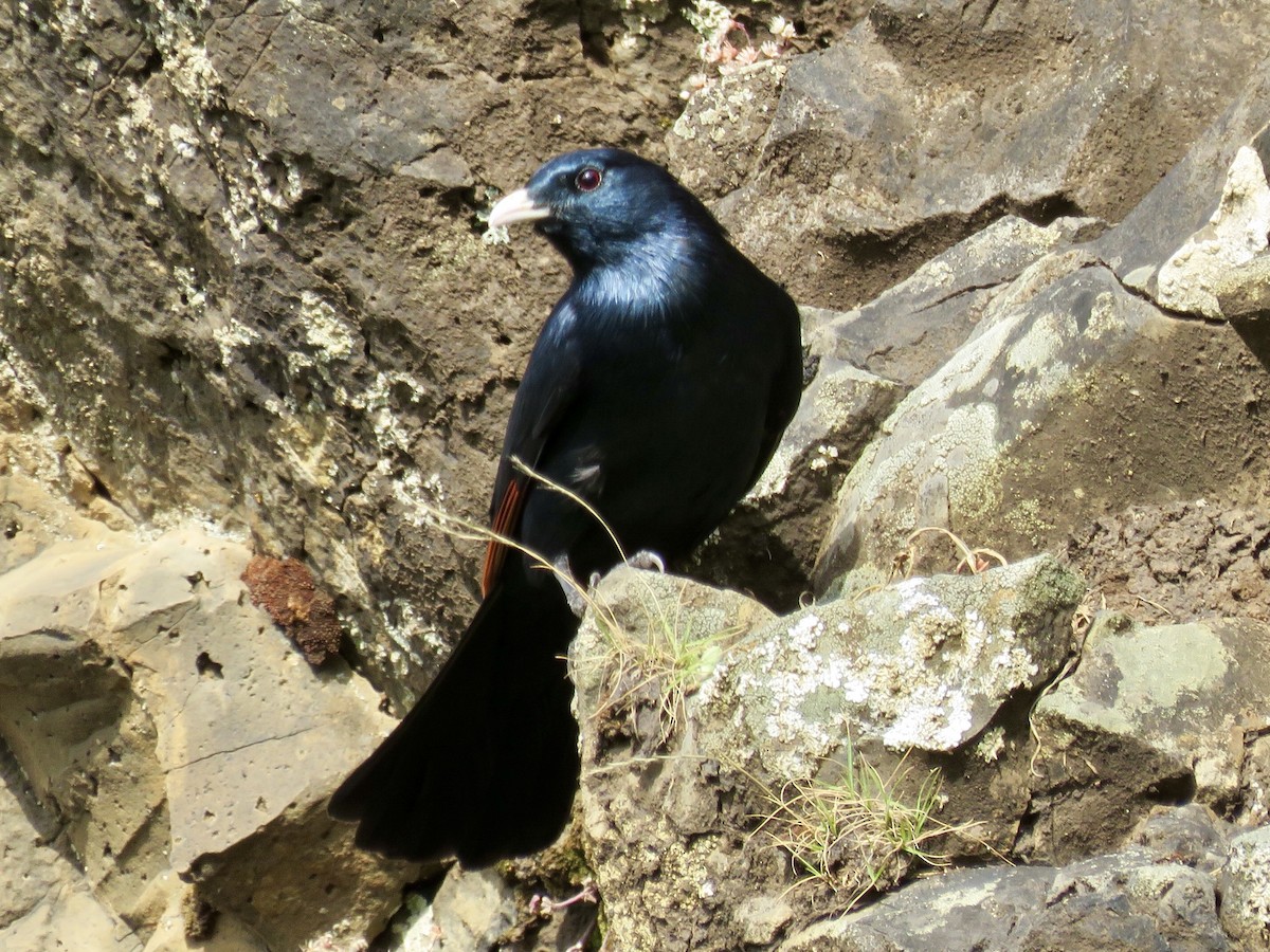 White-billed Starling - ML119415711