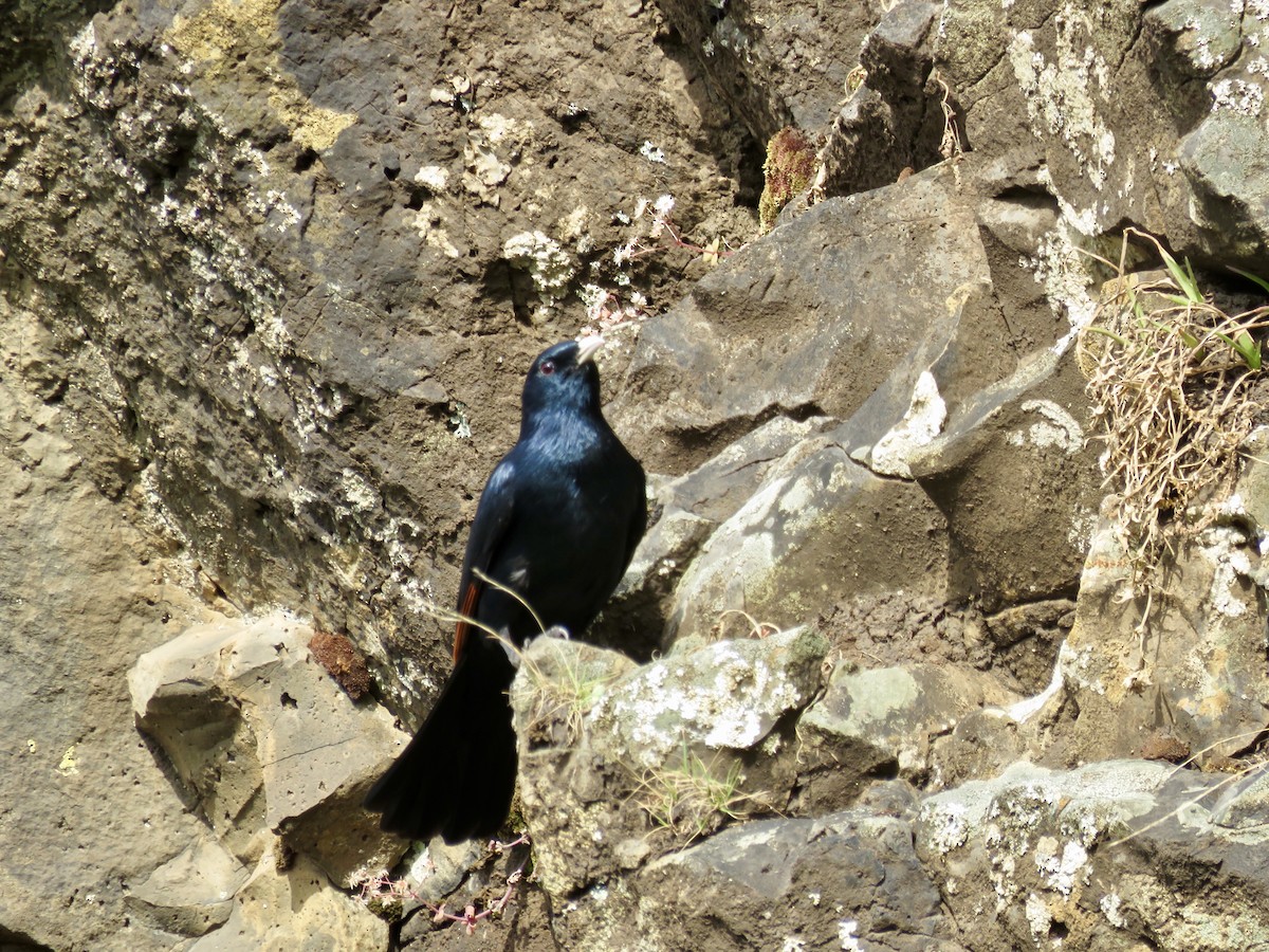 White-billed Starling - ML119415731