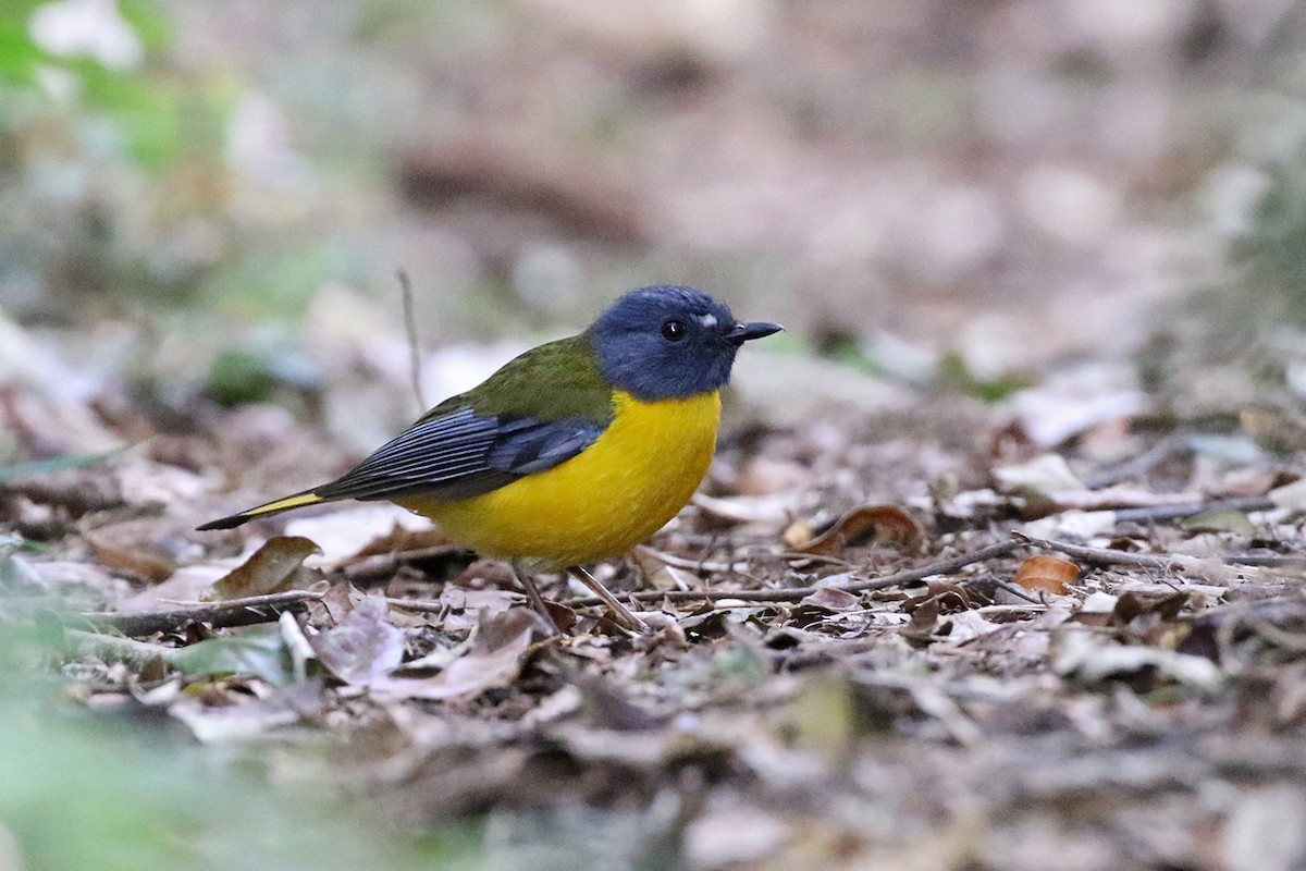 White-starred Robin - ML119415751