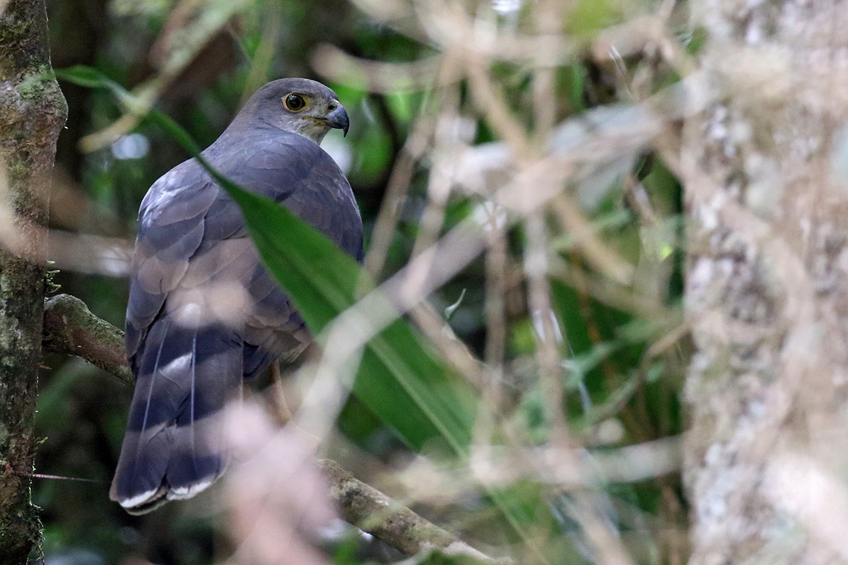 African Goshawk - ML119415991