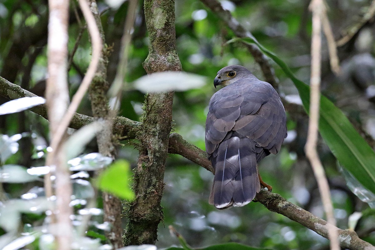 African Goshawk - ML119416011