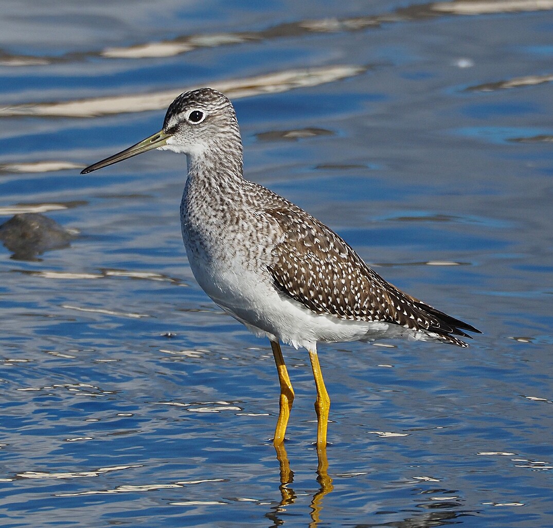 Greater Yellowlegs - Gordon Johnston