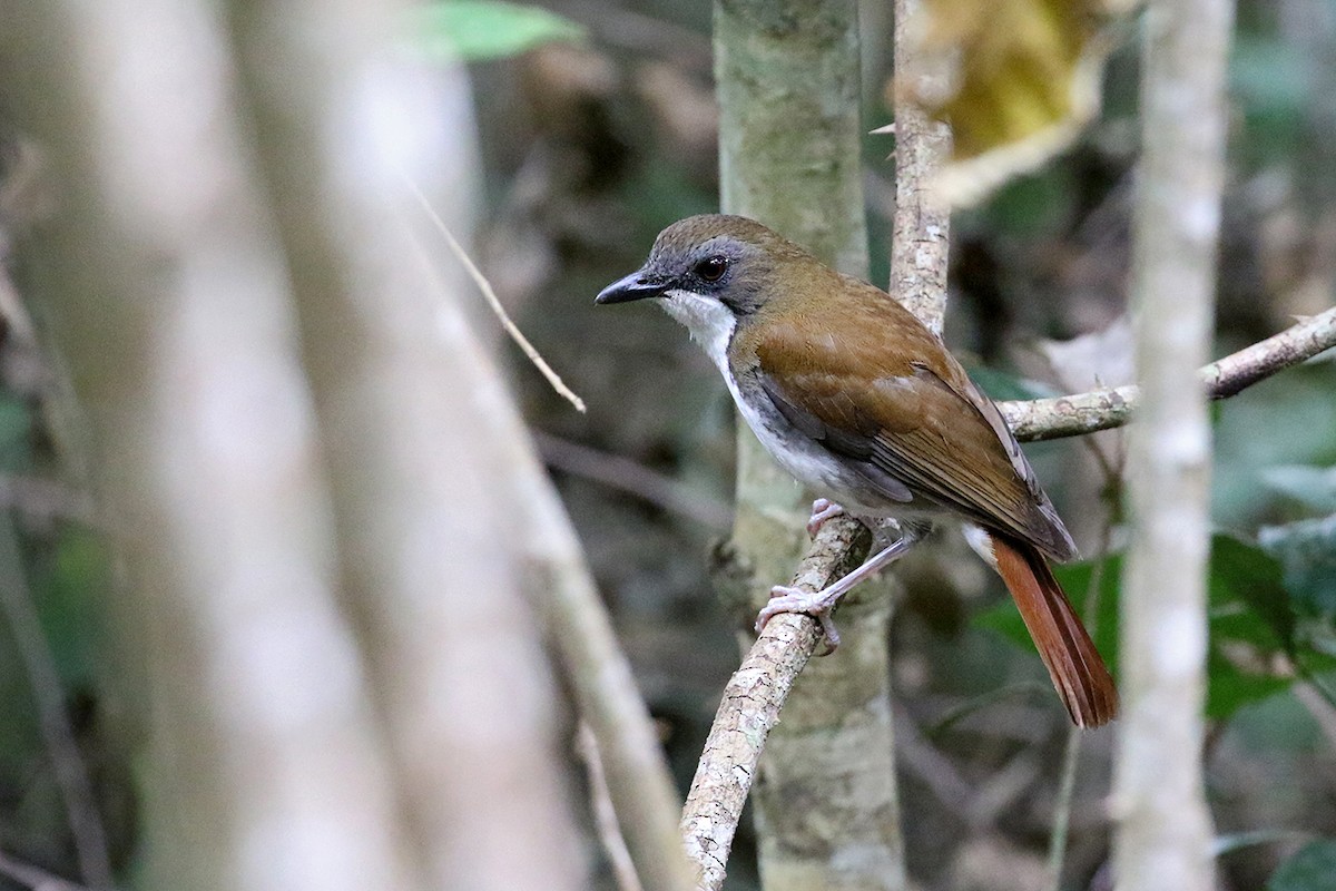 White-chested Alethe - Charley Hesse • Naturally Adventurous Podcast