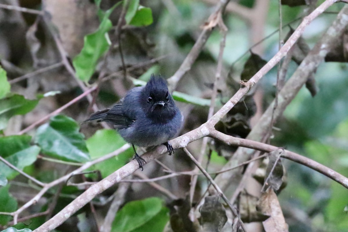 White-tailed Crested Flycatcher - Charley Hesse TROPICAL BIRDING