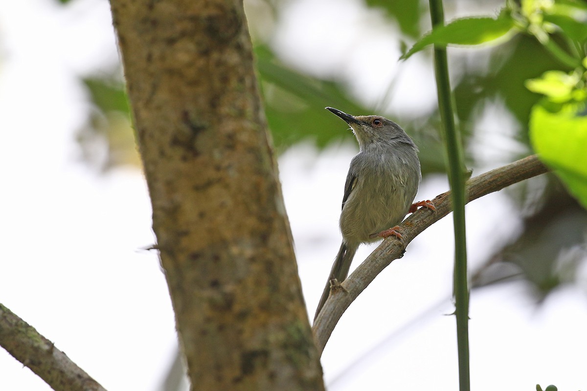 Long-billed Tailorbird (Long-billed) - ML119417891