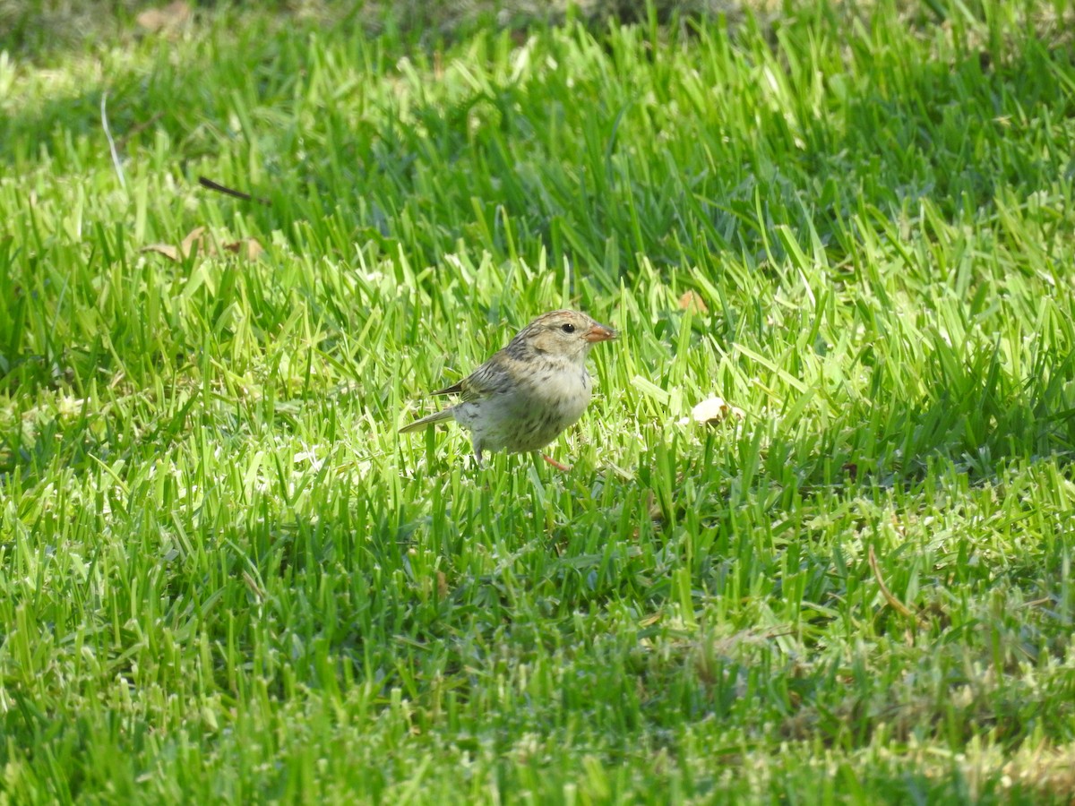 Chipping Sparrow - ML119418551