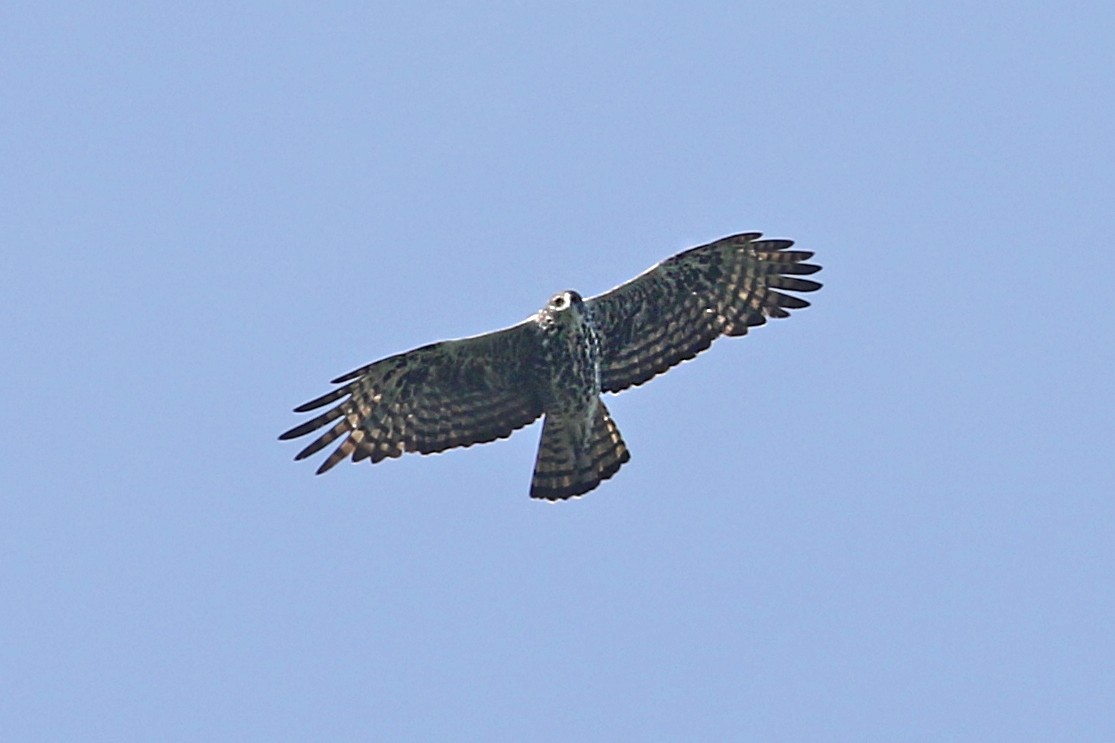 Águila de Ayres - ML119418681