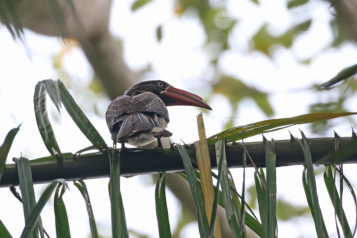 Crowned Hornbill - ML119419531