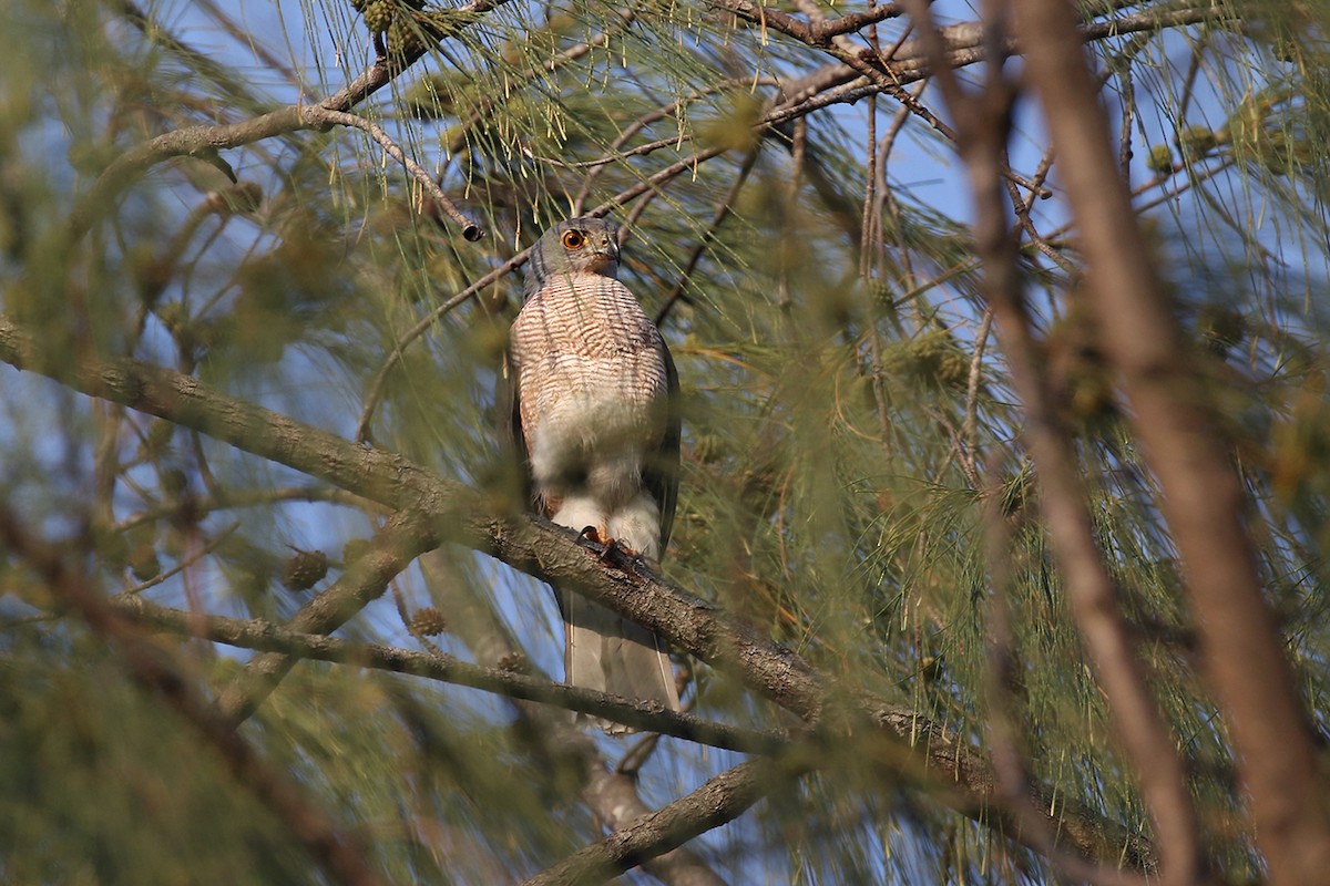 African Goshawk (Pemba) - Charley Hesse TROPICAL BIRDING